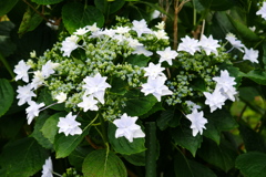 紫陽花