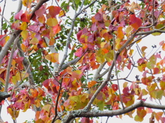 ナンキンハゼの紅葉