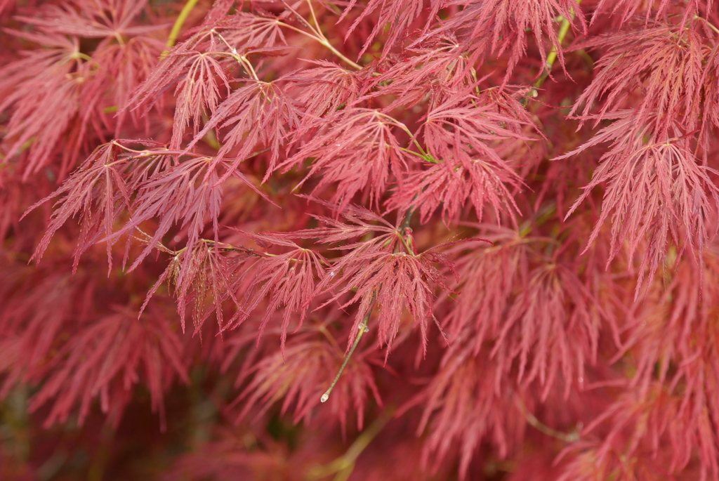 細葉モミジ