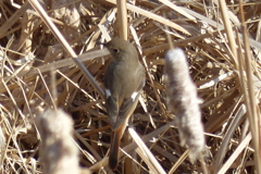 背中のお披露目