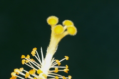ハイビスカスの蕊