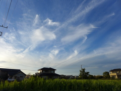 秋のすじ雲になった