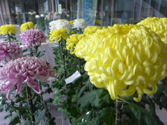 菊花