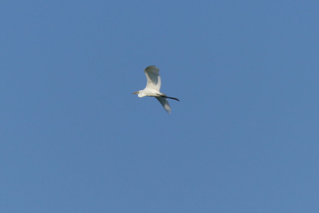 田園を飛ぶシラサギ