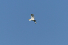 田園を飛ぶシラサギ