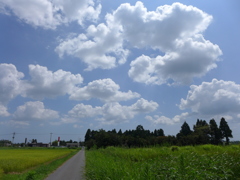 林と夏雲