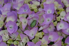 花びらに憩う