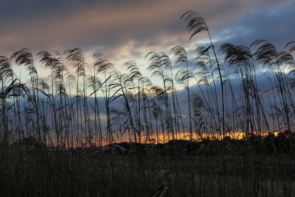 冬枯れの夕景
