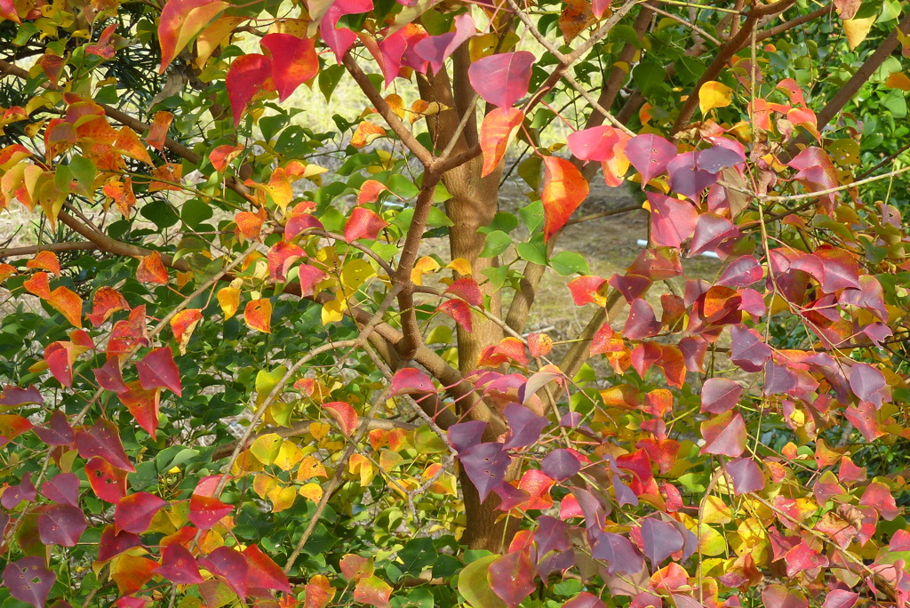 ナンキンハゼの紅葉