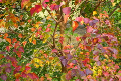 ナンキンハゼの紅葉