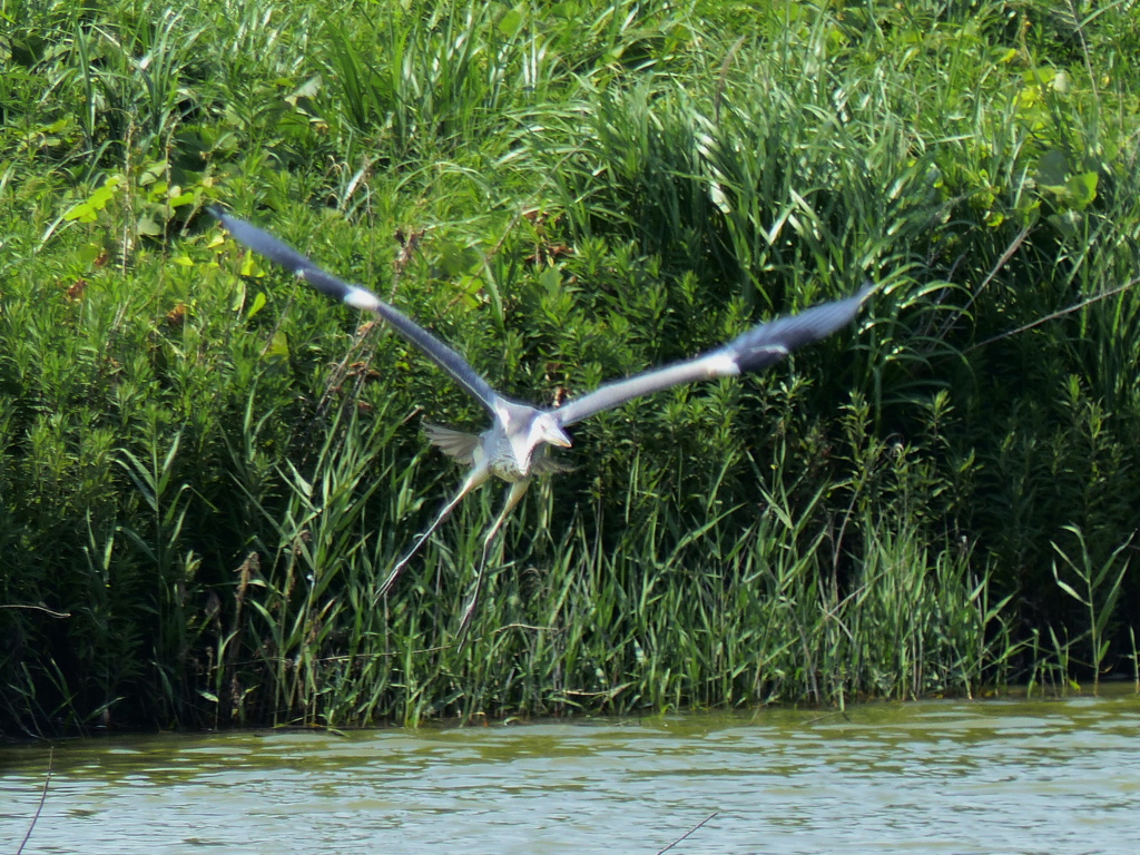 コロニーに戻ってきた
