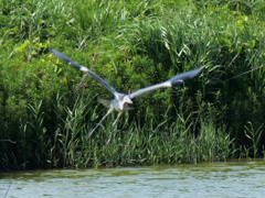 コロニーに戻ってきた