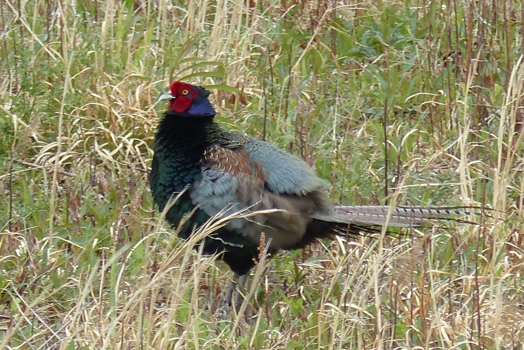 毛を膨らませる