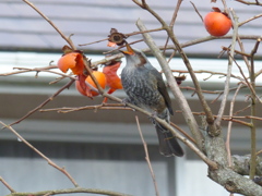 柿を食べるヒヨドリ