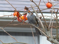 柿を食べるヒヨドリ