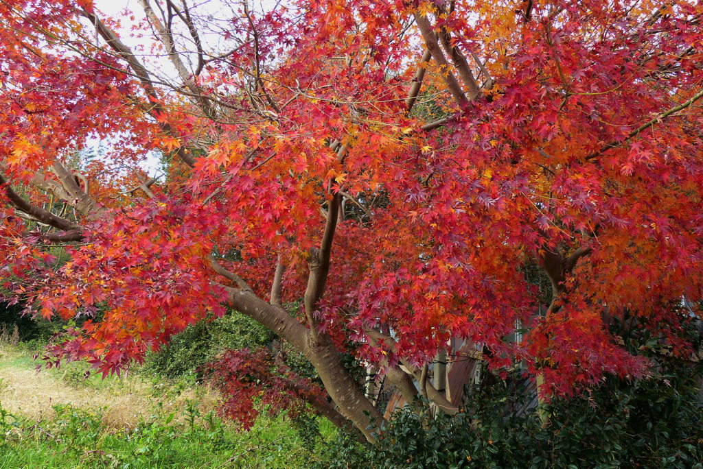 終盤の紅葉