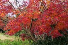 終盤の紅葉