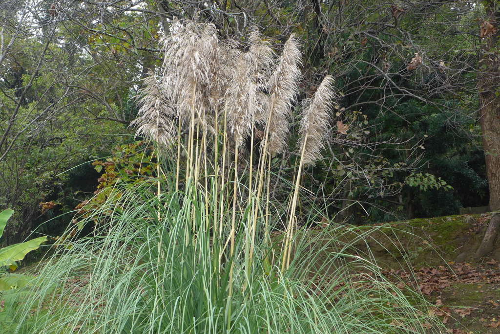 パンパスグラス