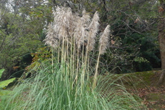 パンパスグラス