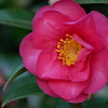 山茶花