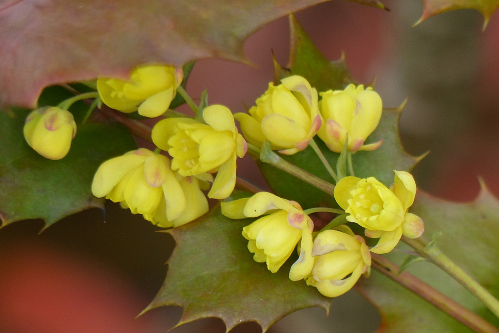 ヒイラギナンテンの花