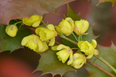 ヒイラギナンテンの花