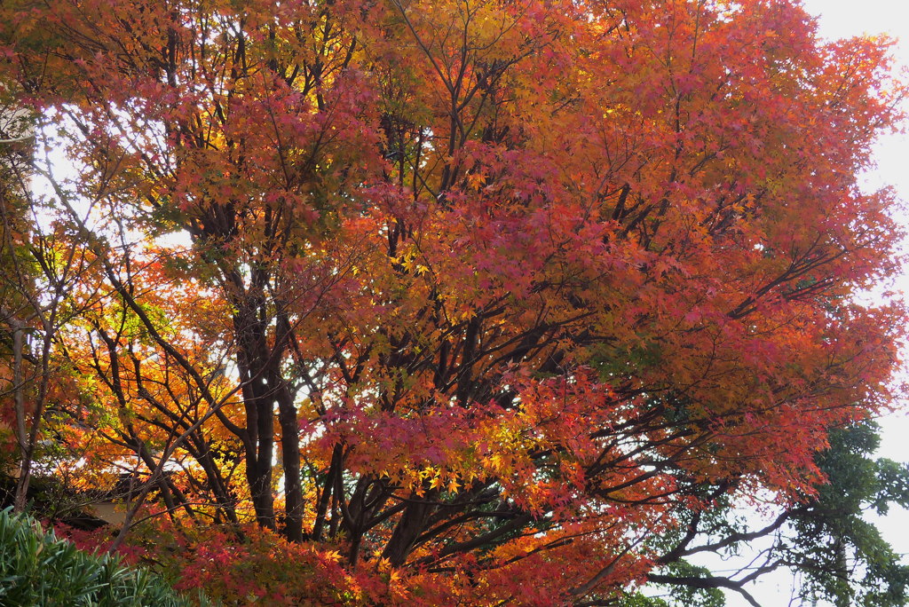 やっとの紅葉