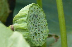花托に詰まった実