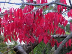 紅葉