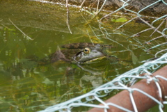 ウシガエル