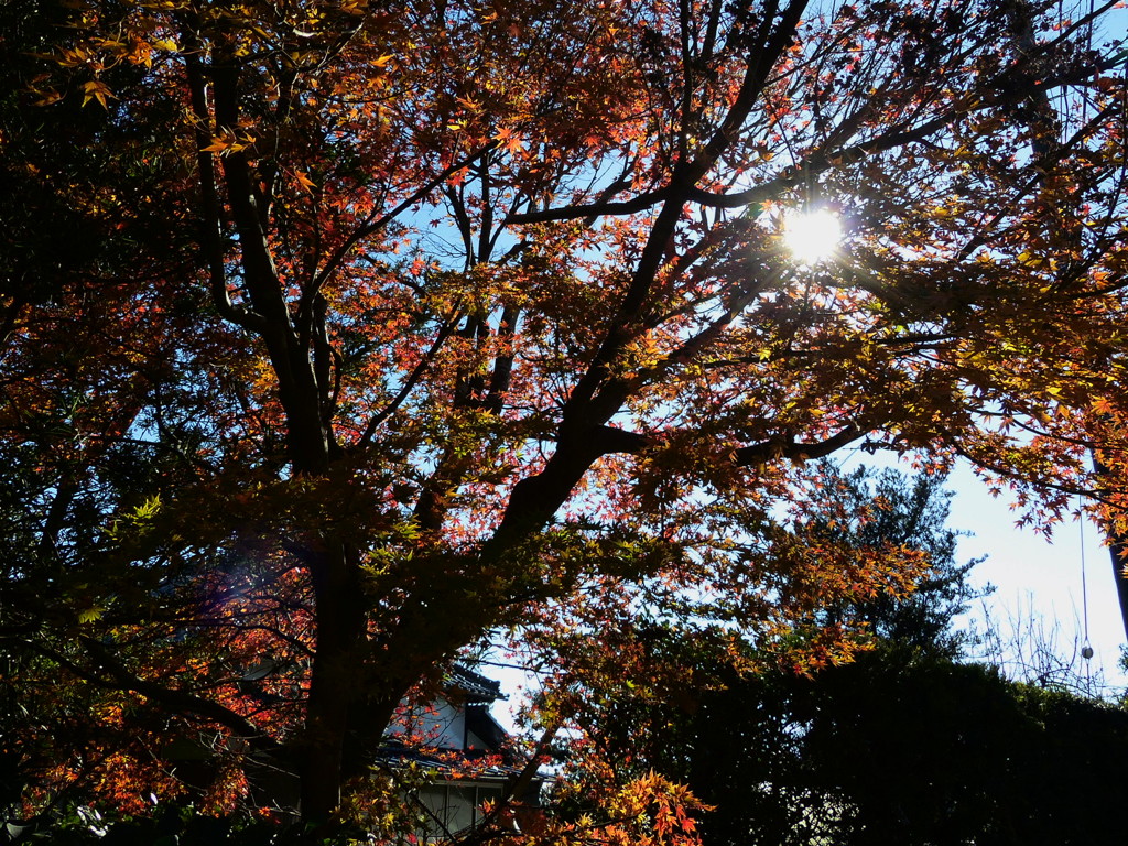 逆光の紅葉