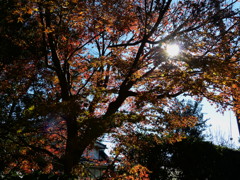 逆光の紅葉
