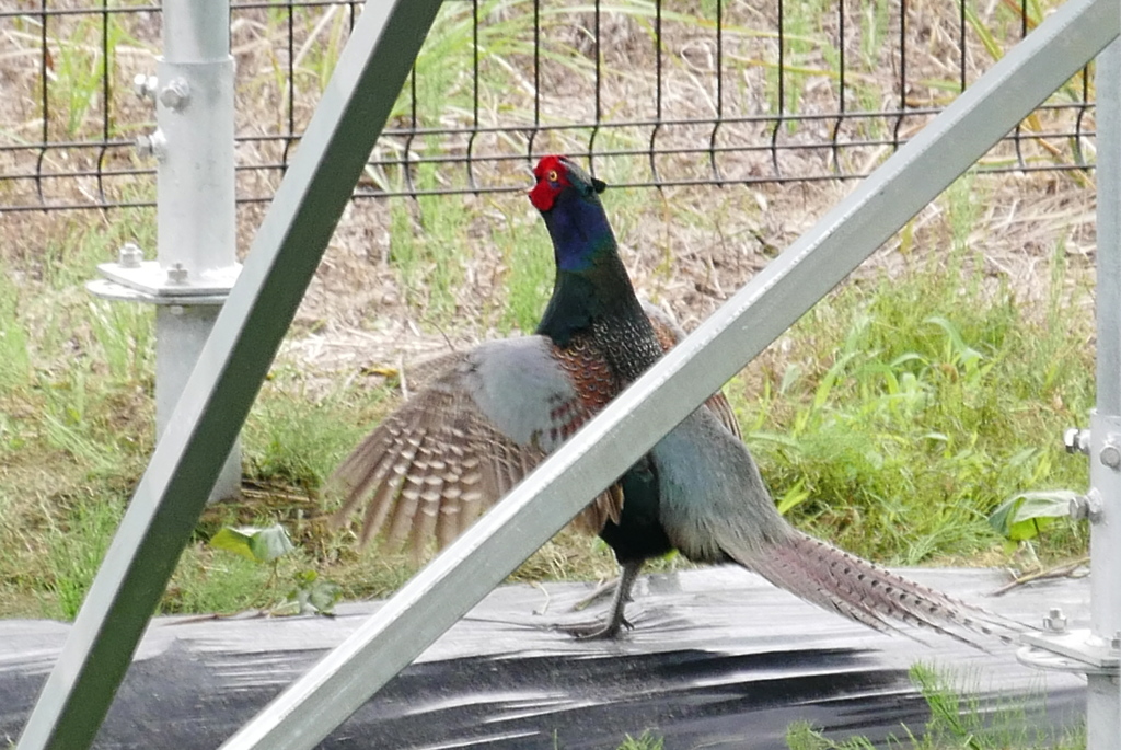 フェンスの中で