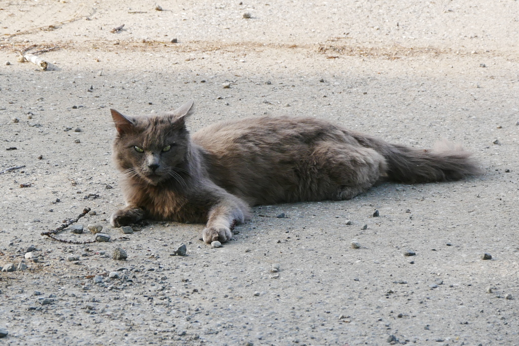 ちょっとやばい！猫？ですかね