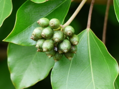 カクレミノの実