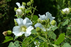 芙蓉