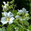 芙蓉