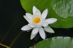清楚な睡蓮
