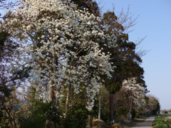 ハクモクレンのある風景