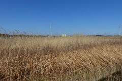 カワセミ探索行