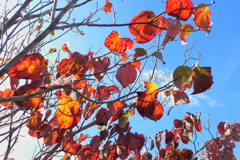 紅葉