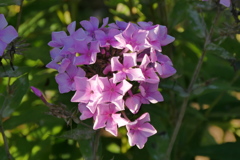 ライラックに似た花