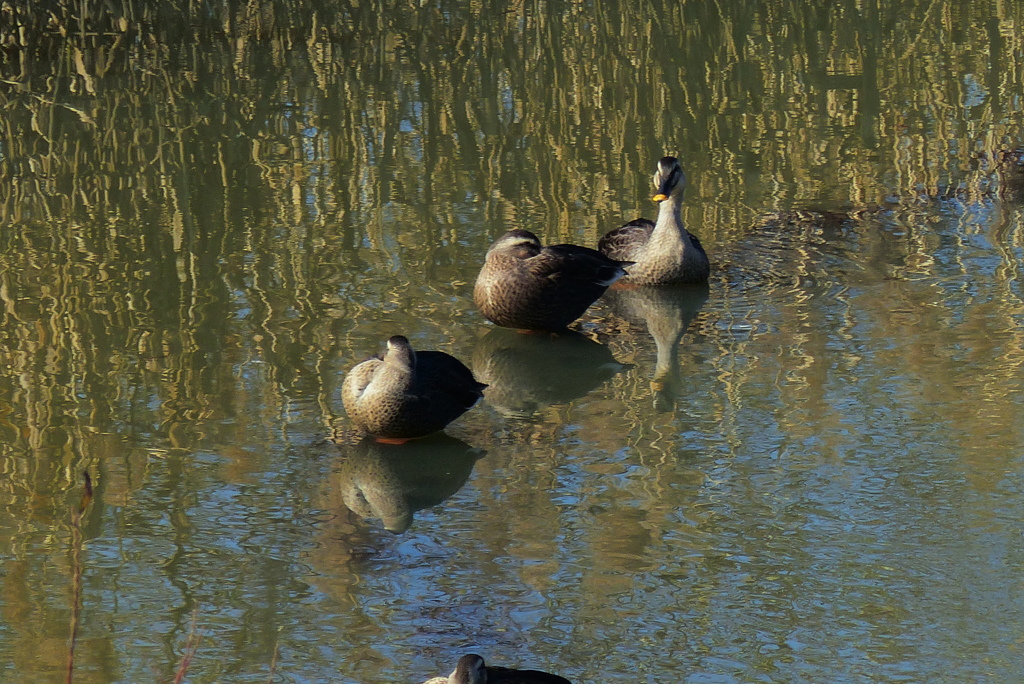 のんびりとしたカモ