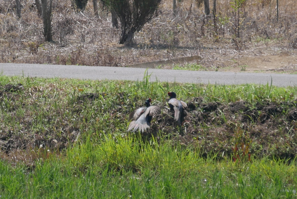 どうしても来るのか！