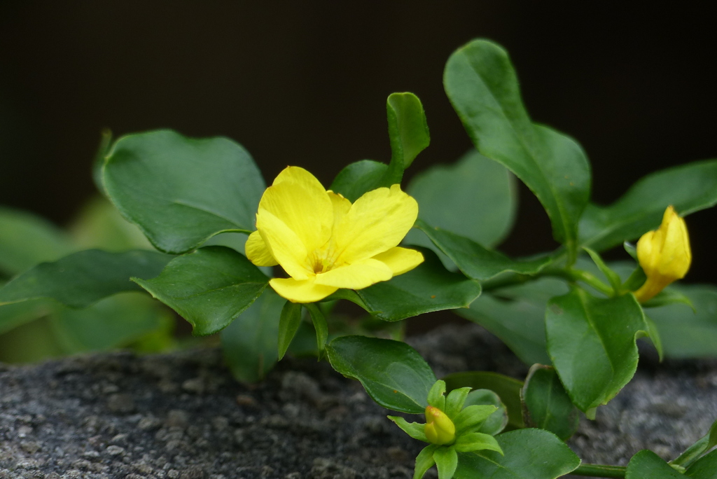 目についた黄色花