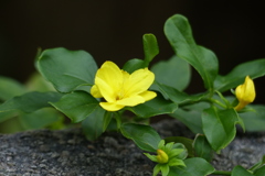 目についた黄色花