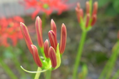 曼珠沙華の蕾
