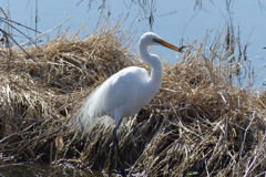 ドジョウでした