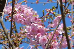 河津桜が咲きだしました