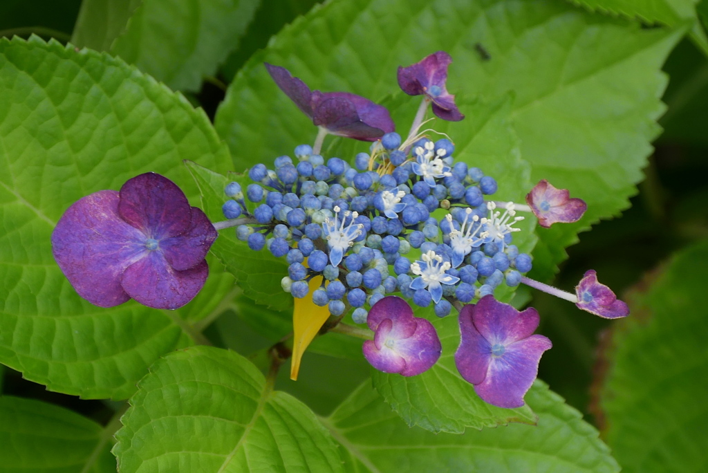 額紫陽花　1